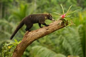 Spot elusive wildlife in Rincón de la Vieja