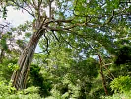 Take a guided hike through Rincón de la Vieja