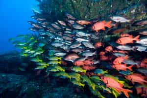 Spot marine life out scuba diving in Guanacaste