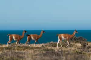 Spot the incredible wildlife of Peninsula Valdes