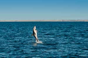 See the rich marine life of Peninsula Valdes