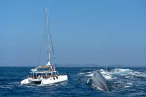 Go whale watching by luxury yacht in Tangalle