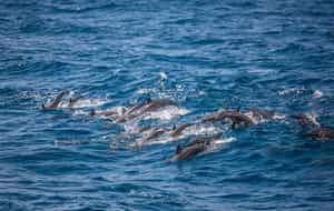 Spot whales & dolphins on a boat safari in Mirissa