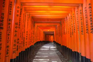 Take a walking tour of Fushimi Inari Shrine, Kyoto