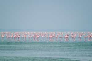 See many flamingos at Sambhar Salt Lake, Jaipur