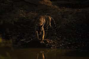 Keep your eyes peeled on a night safari in Kanha