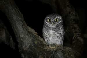 See nocturnal animals on a night safari in Satpura