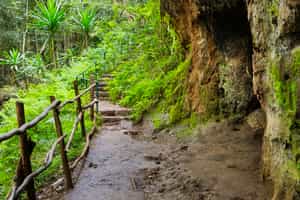 Go hiking in Karura Forest, Nairobi