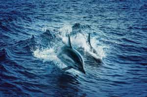 The Island of whales and dolphins