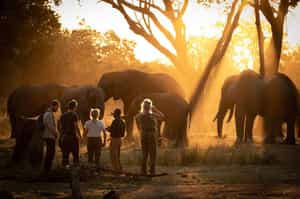 The Elephant Café experience