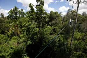 Take a trek through Ngare Ndare Forest