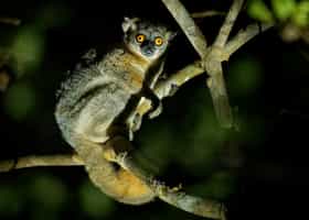 Spot wildlife on a guided night walk in Andasibe