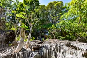 Go on a hike up the Small Tsingy of Bemaraha 