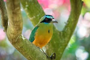 Go birdwatching in Sierra Nevada de Santa Marta