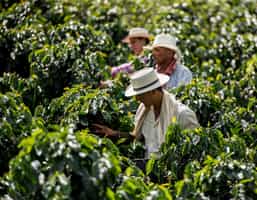 Harvest coffee in Sierra Nevada de Santa Marta
