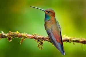 Go on a birding excursion in Mompox
