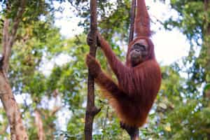 Borneo Kalimantan