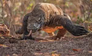Komodo