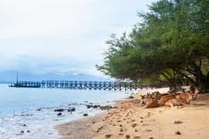 Pemuteran