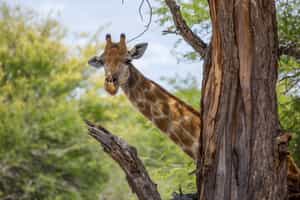 Spot the giraffes of the southern Kruger