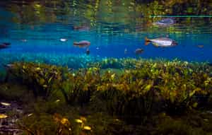 Bonito