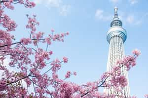 Take a tour of the city's highlights 
