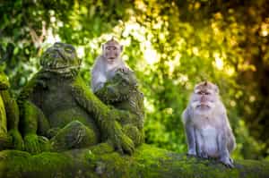 Ubud
