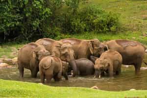 Visit the Elephant Pond in Anuradhapura