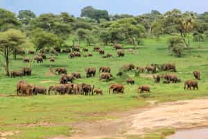 Enjoy a guided Tarangire game drive from Ngorongoro