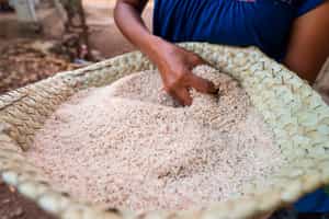 Learn about the rice production process in Canggu