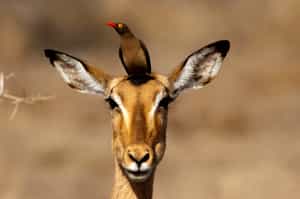 Marvel at the birdlife of Olifants's River