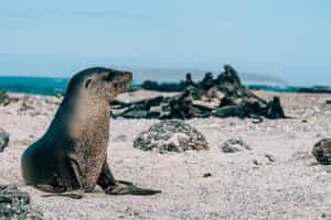 Take a tour of the small islands of Tintoreras