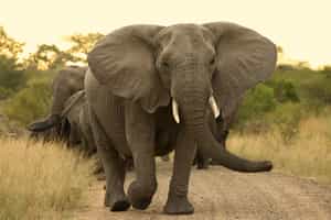 Spot the Big Five on a game drive in Manyeleti