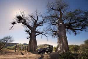 See creatures great & small on a walking safari