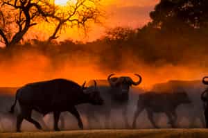 Enjoy a thrilling night drive through Thornybush