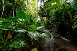 Go on a forest walk exploring Príncipe