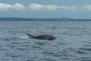 Spot whales, dolphins and orcas in Príncipe