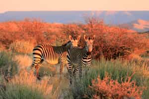 Balule Private Game Reserve