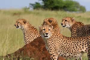 Northern Sabi Sands