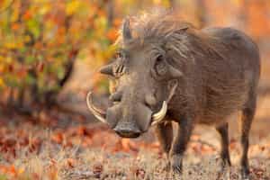 South & West Sabi Sands