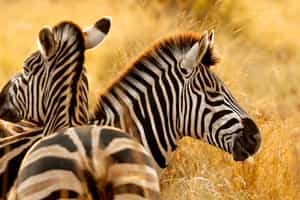 Manyeleti Game Reserve
