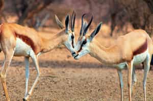 Thornybush 