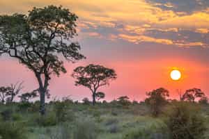 Central Kruger