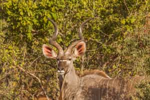 Southern Kruger