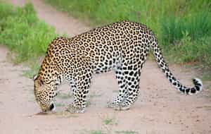 Makalali Reserve