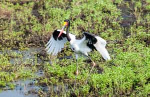 Northern Kruger