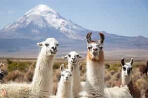 Immerse in the wonders of Sajama National Park
