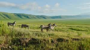 Go on a Lake Manyara Game Drive from Ngorongoro