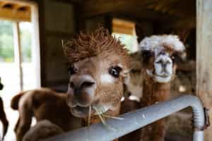 Visit the Awanacancha weaving centre and farm