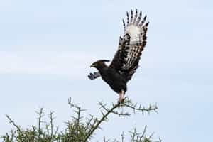 Witness Crested Eagles up close in the amazon
